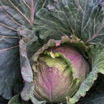 Load image into Gallery viewer, Cabbage, &#39;January King&#39;
