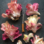 Load image into Gallery viewer, Radicchio, &#39;Rosa Isontina&#39;
