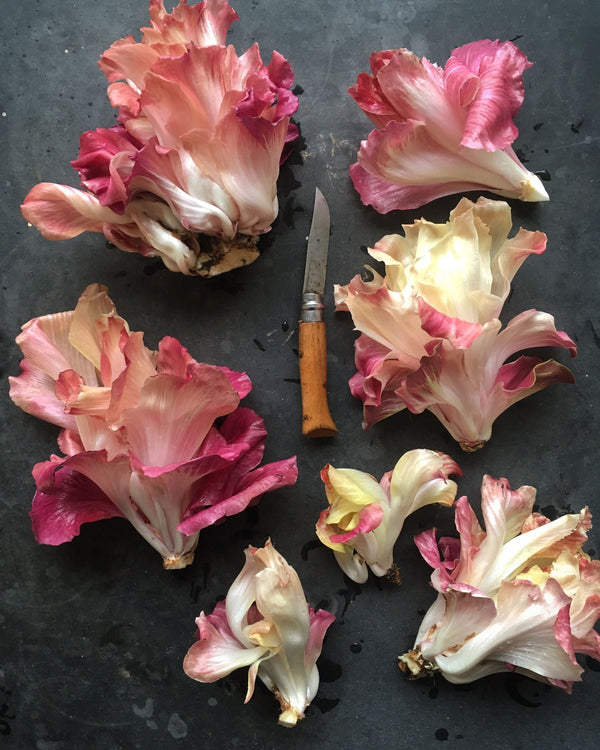 Radicchio, 'Rosa Isontina'