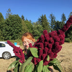 Load image into Gallery viewer, Amaranth, &#39;Elephant&#39;s Head&#39;
