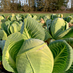Load image into Gallery viewer, Cabbage, &#39;Dowinda&#39;
