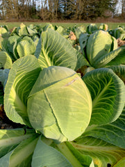Load image into Gallery viewer, Cabbage, &#39;Dowinda&#39;
