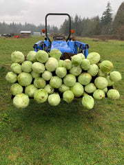 Load image into Gallery viewer, Cabbage, &#39;Dowinda&#39;

