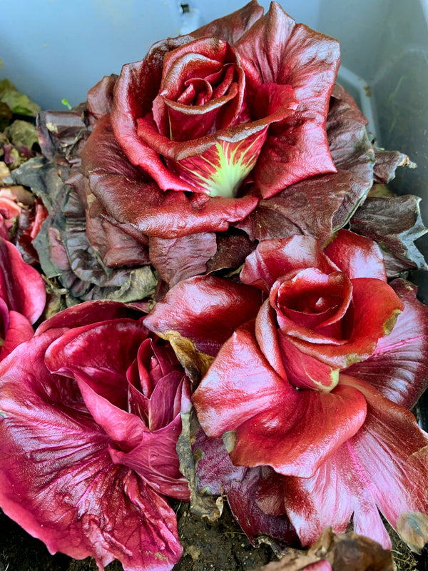 Radicchio, 'Rosa Isontina'