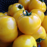 Load image into Gallery viewer, Tomato, &#39;Manyel&#39;
