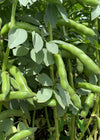 Fava, 'Karmazyn'