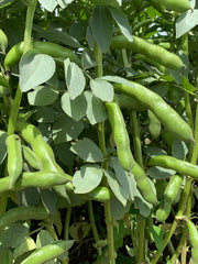 Load image into Gallery viewer, Fava, &#39;Karmazyn&#39;
