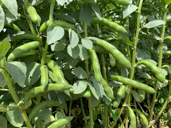 Fava, 'Karmazyn'