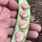 Load image into Gallery viewer, Fava, &#39;Karmazyn&#39;
