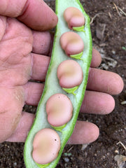 Load image into Gallery viewer, Fava, &#39;Karmazyn&#39;
