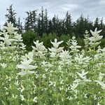 Load image into Gallery viewer, Salvia, &#39;White Swan&#39;
