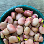 Load image into Gallery viewer, Fava, &#39;Karmazyn&#39;
