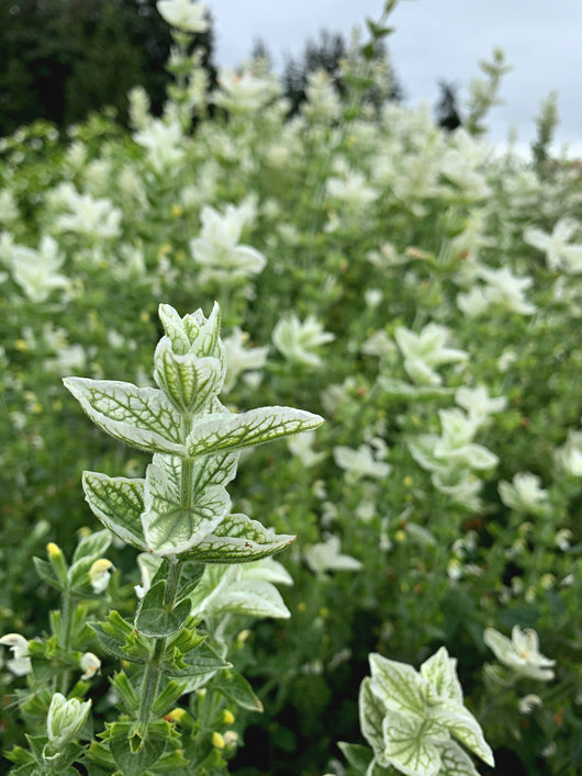 Salvia, 'White Swan'