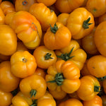 Load image into Gallery viewer, Tomato, &#39;Afghan&#39;
