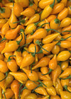 Hot Pepper, 'Biquinho Yellow'