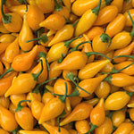 Load image into Gallery viewer, Hot Pepper, &#39;Biquinho Yellow&#39;
