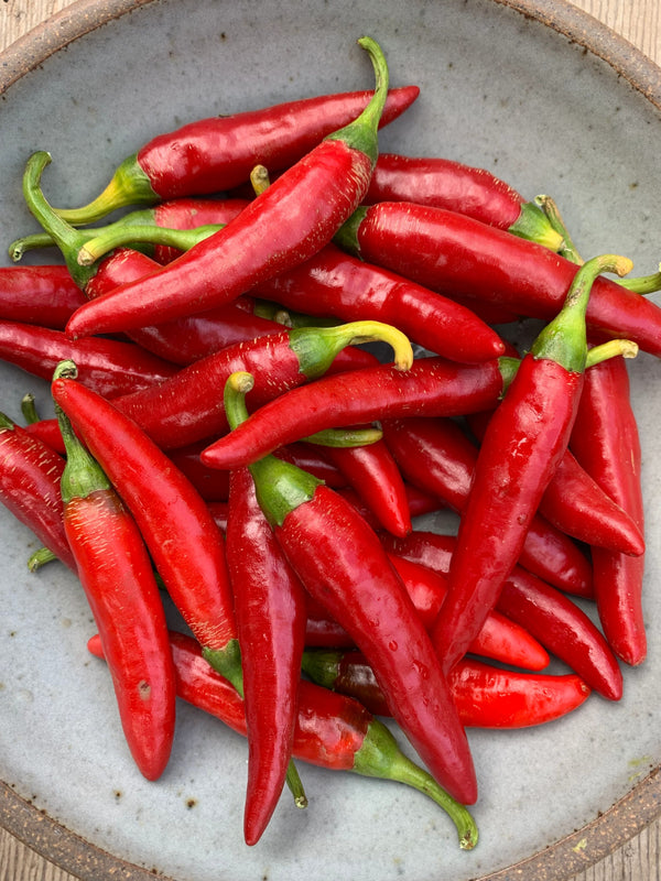 Hot Pepper, 'Târgu Mureș'