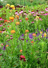 Strawflower, 'Monstrosum Fireball'