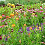 Load image into Gallery viewer, Strawflower, &#39;Monstrosum Fireball&#39;
