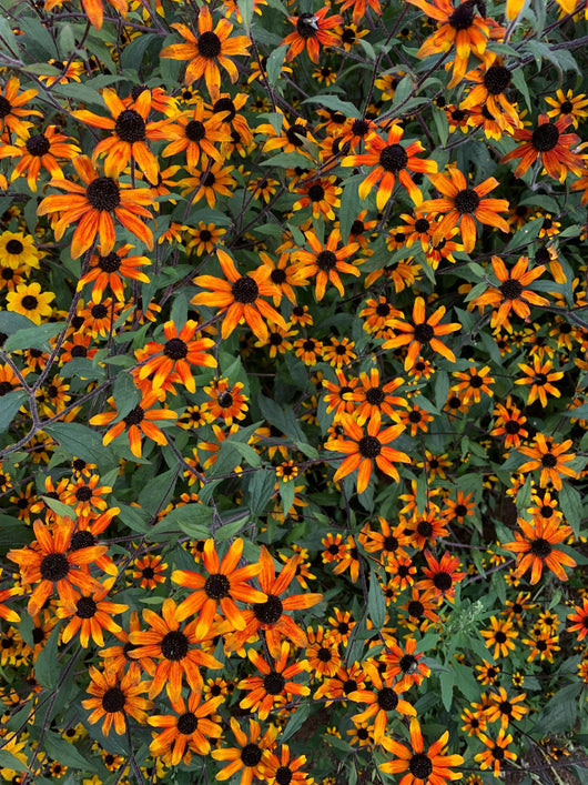 Rudbeckia, 'Prairie Glow'