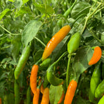 Load image into Gallery viewer, Hot Pepper, &#39;Criolla Sella&#39;
