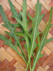 Load image into Gallery viewer, Arugula, &#39;Rucola&#39;
