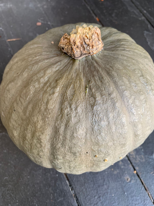 Winter Squash, 'Marine Grey Kabocha'