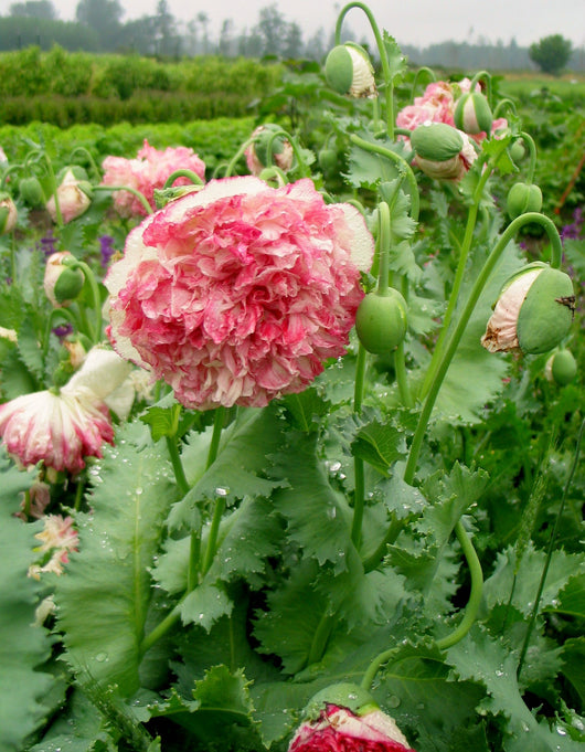 Poppy, Peony, 'Flemish Antique'