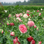 Load image into Gallery viewer, Poppy, Peony, &#39;Flemish Antique&#39;
