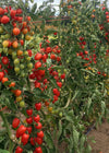 Tomato, 'Gardener's Sweetheart'