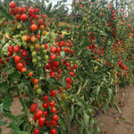 Load image into Gallery viewer, Tomato, &#39;Gardener&#39;s Sweetheart&#39;

