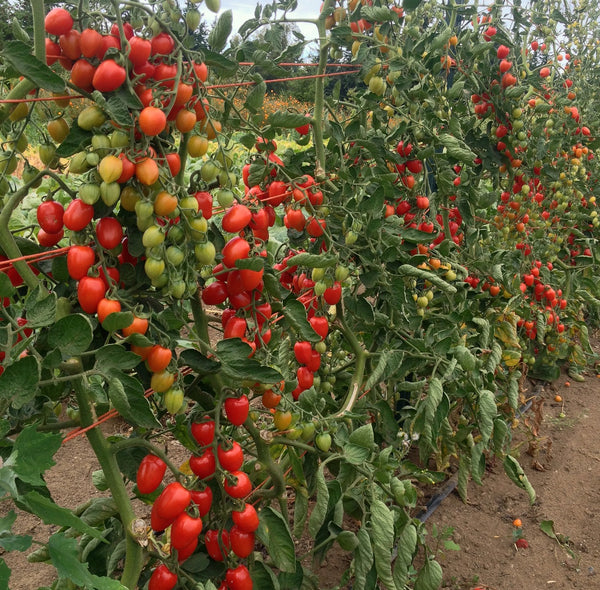 Tomato, 'Gardener's Sweetheart'