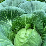 Load image into Gallery viewer, Cabbage, &#39;Columbia&#39;
