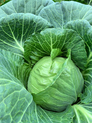 Load image into Gallery viewer, Cabbage, &#39;Columbia&#39;
