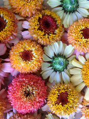 Load image into Gallery viewer, Zinnia, &#39;Zinderella Peach&#39;
