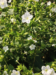 Load image into Gallery viewer, Four O&#39;Clocks, &#39;Full Moon&#39;
