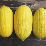 Load image into Gallery viewer, Melon, &#39;Giallo d&#39;Inverno&#39;
