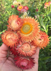 Strawflower, 'Apricot Peach Mix'