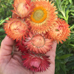 Load image into Gallery viewer, Strawflower, &#39;Apricot Peach Mix&#39;
