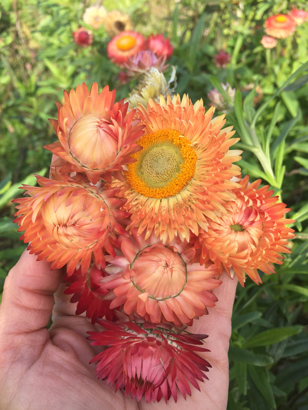 Strawflower, 'Apricot Peach Mix'