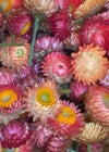 Strawflower, 'Apricot Peach Mix'