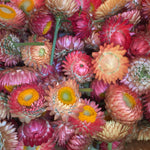 Load image into Gallery viewer, Strawflower, &#39;Apricot Peach Mix&#39;
