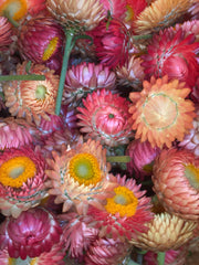 Load image into Gallery viewer, Strawflower, &#39;Apricot Peach Mix&#39;
