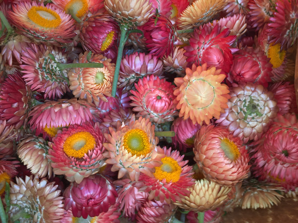 Strawflower, 'Apricot Peach Mix'