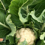 Load image into Gallery viewer, Cauliflower, &#39;Prestige&#39;
