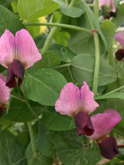 Load image into Gallery viewer, Pea, Dry/Soup, &#39;Roveja&#39;
