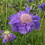 Load image into Gallery viewer, Scabiosa, &#39;Fama Deep Blue&#39;
