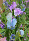 Sweet Pea, 'Turquoise Lagoon'