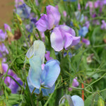 Load image into Gallery viewer, Sweet Pea, &#39;Turquoise Lagoon&#39;
