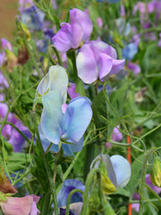 Load image into Gallery viewer, Sweet Pea, &#39;Turquoise Lagoon&#39;
